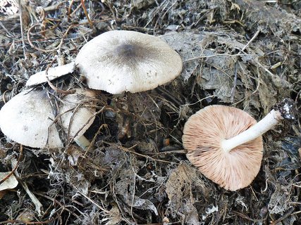Pluteus salicinus