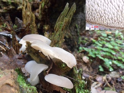 Pseudohydnum gelatinosum