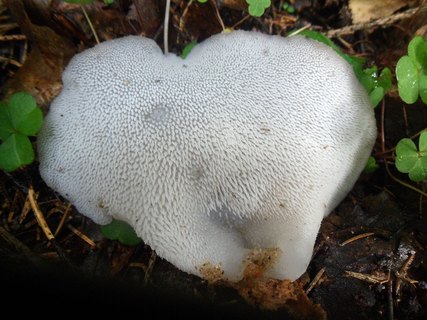 Pseudohydnum gelatinosum