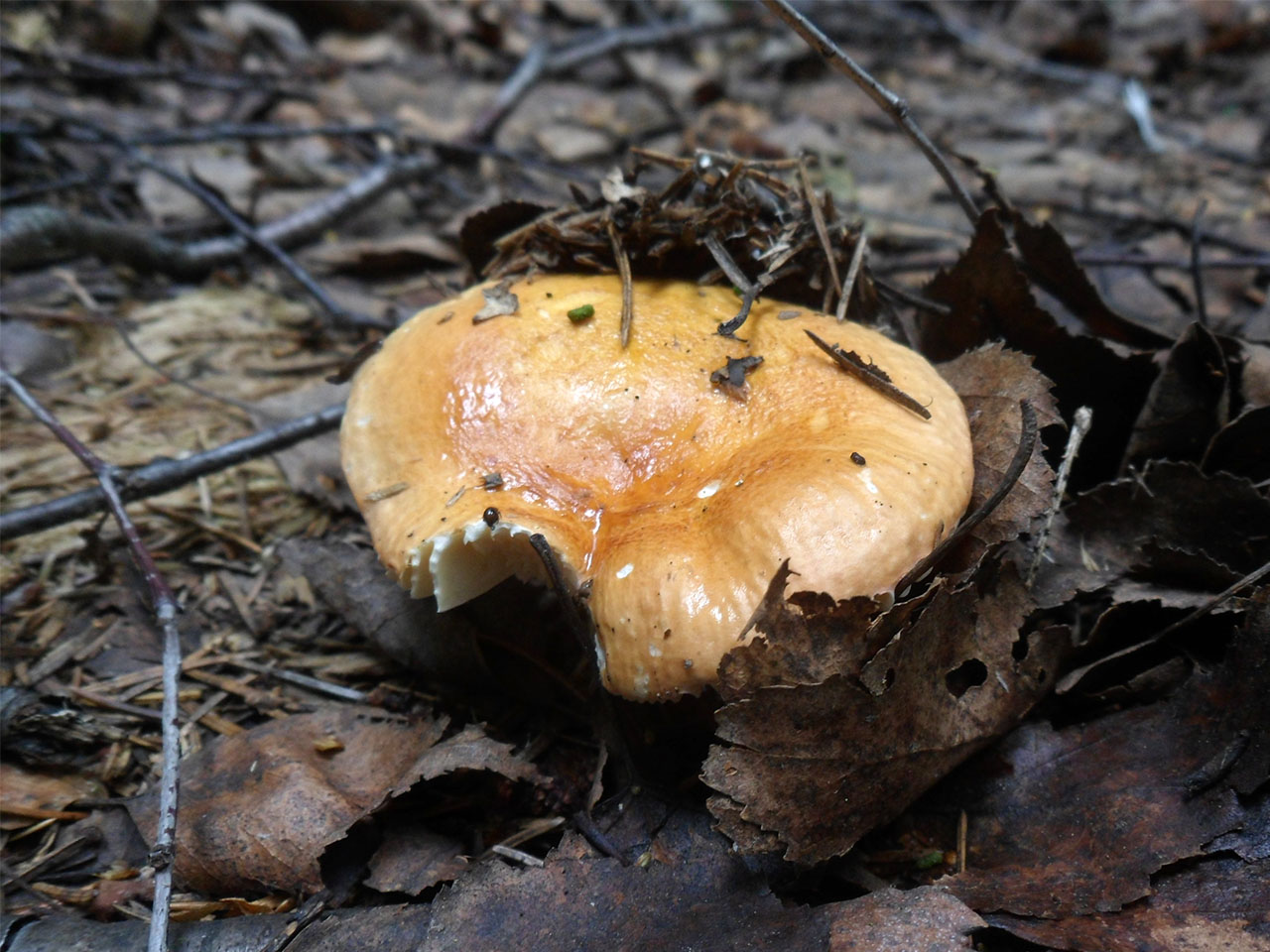 Russula aurea