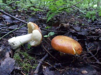 Russula aurea