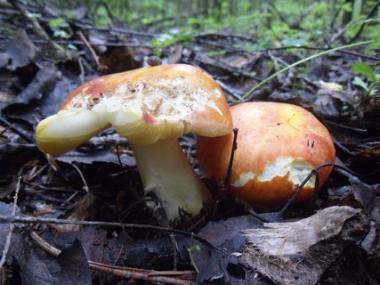Russula aurea