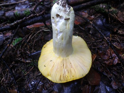 Russula aurea
