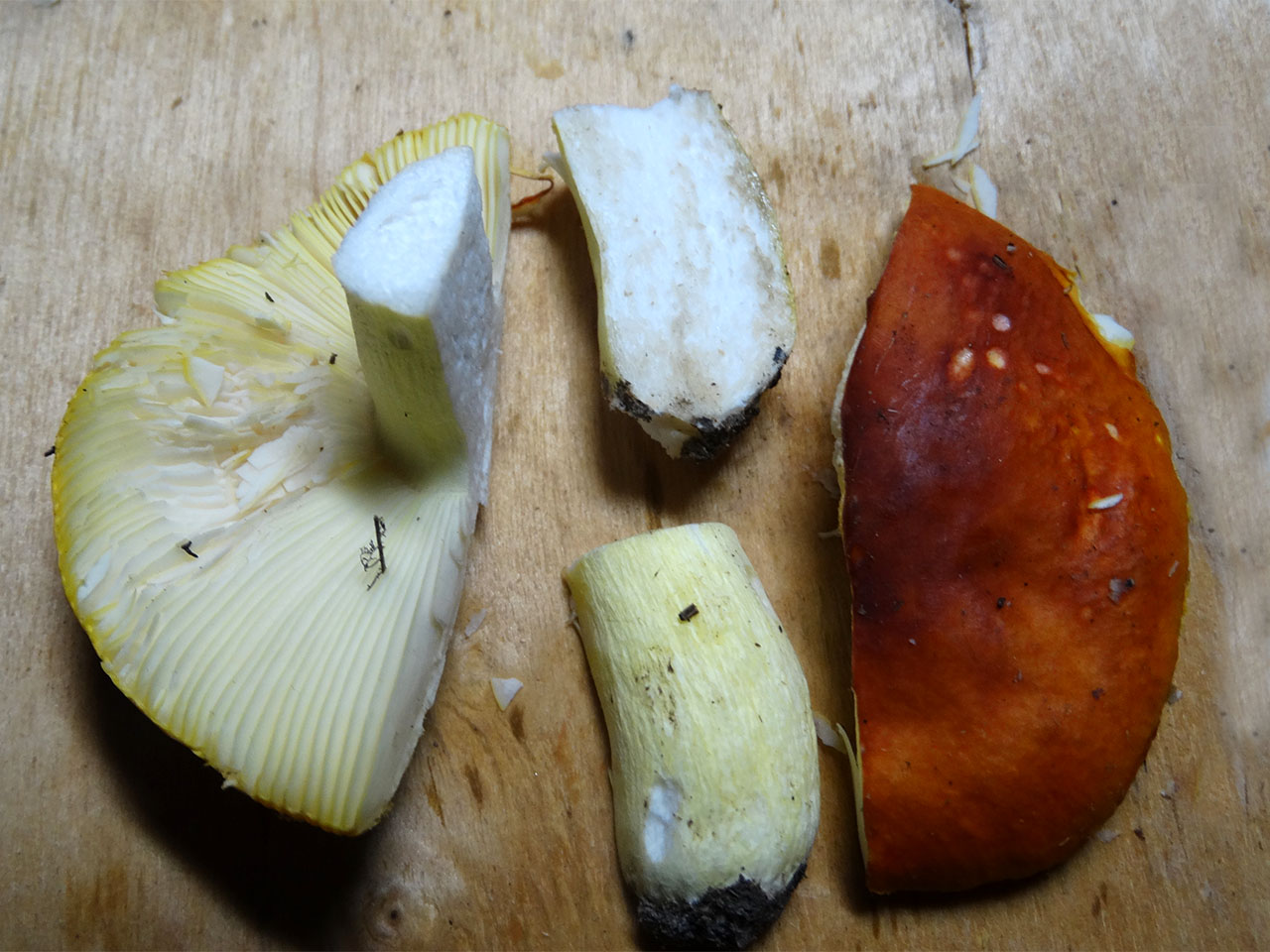 Russula aurea
