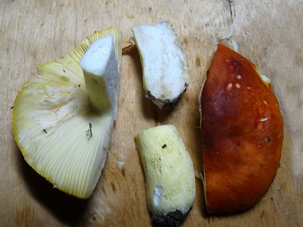 Russula aurea
