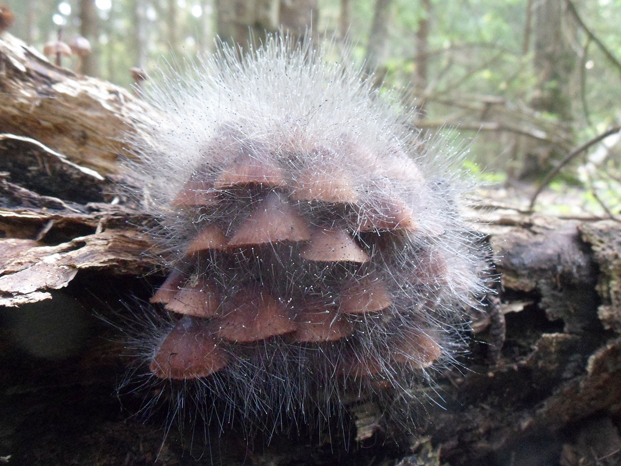 Spinellus fusiger
