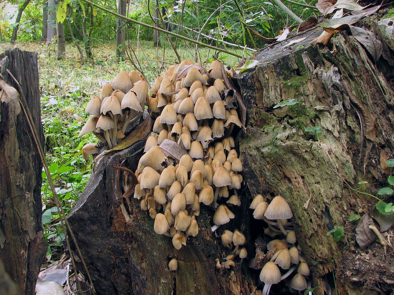 Coprinellus micaceus
