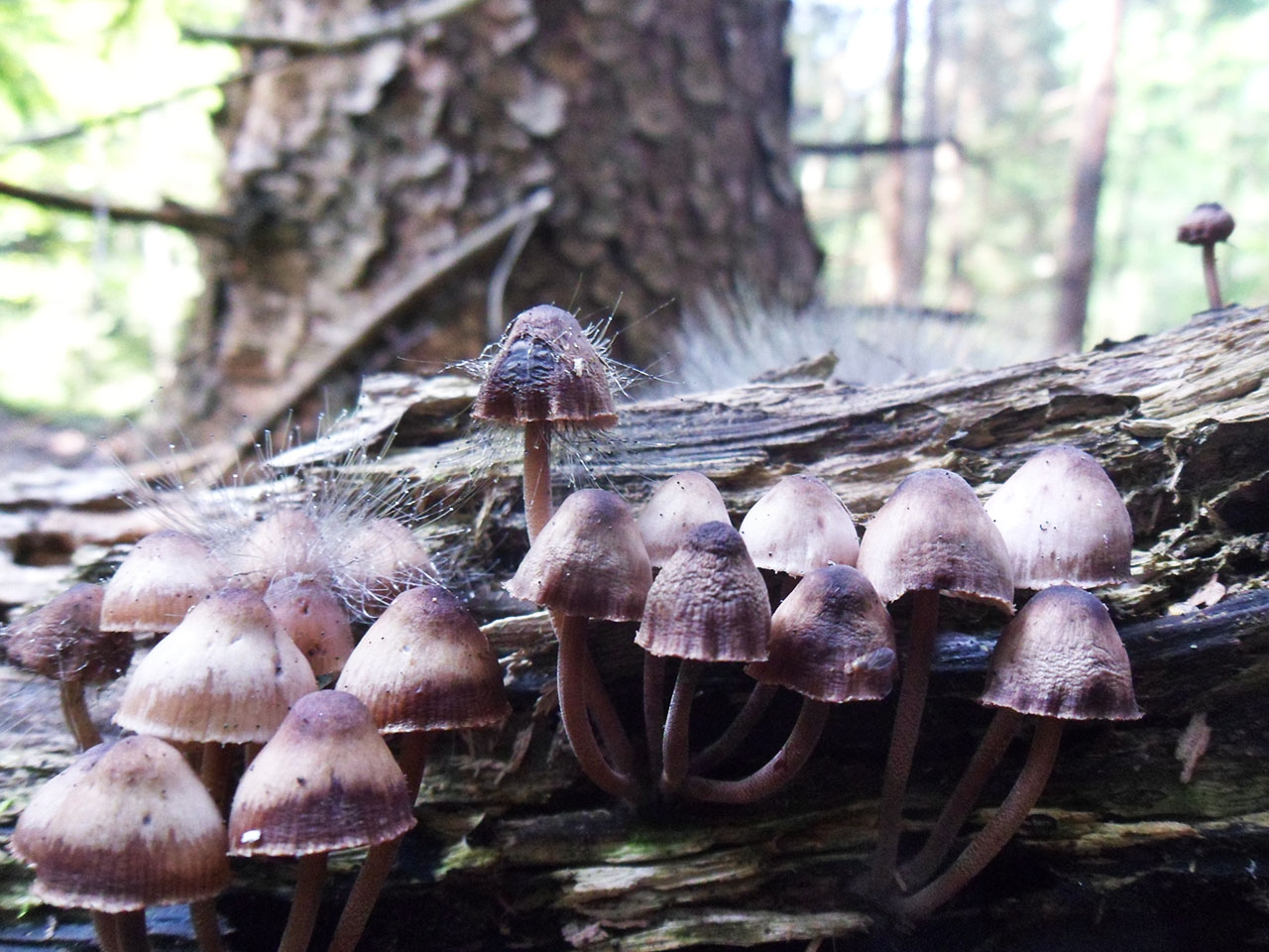 Spinellus fusiger