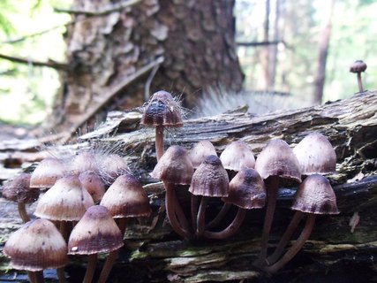 Spinellus fusiger