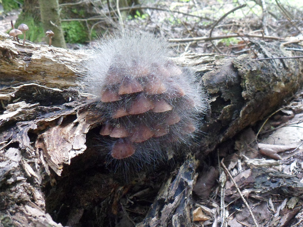 Spinellus fusiger