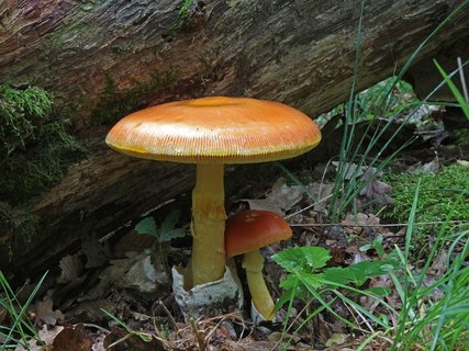 Amanita caesarea