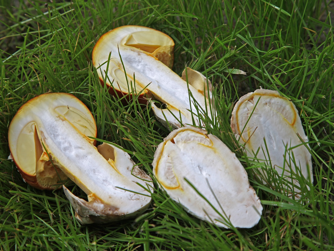 Amanita caesarea
