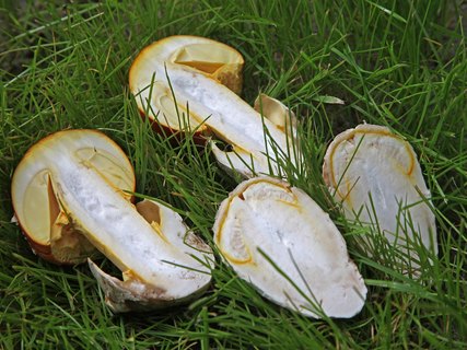 Amanita caesarea