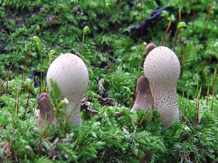 Lycoperdon pyriforme