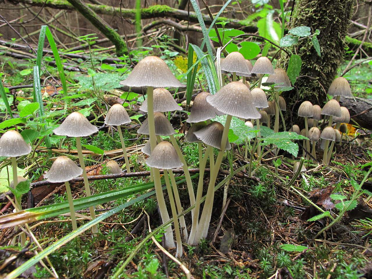 Coprinellus micaceus