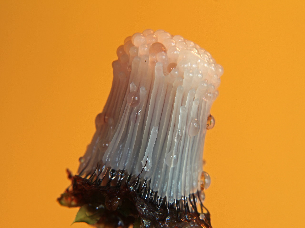 Stemonitis fusca