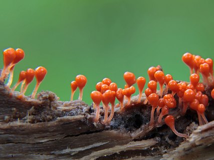 Trichia decipiens