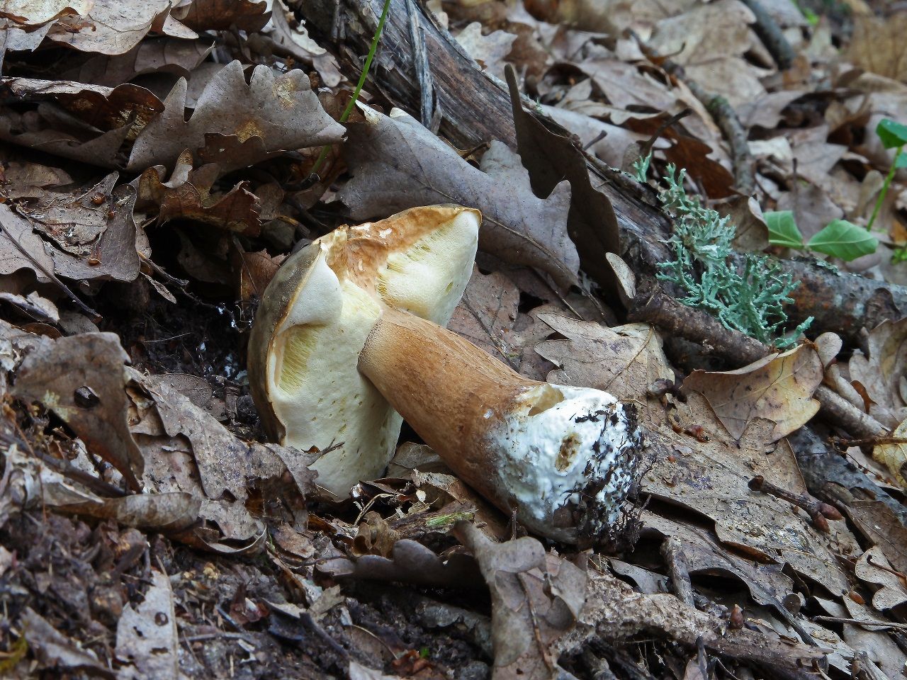 Boletus aereus