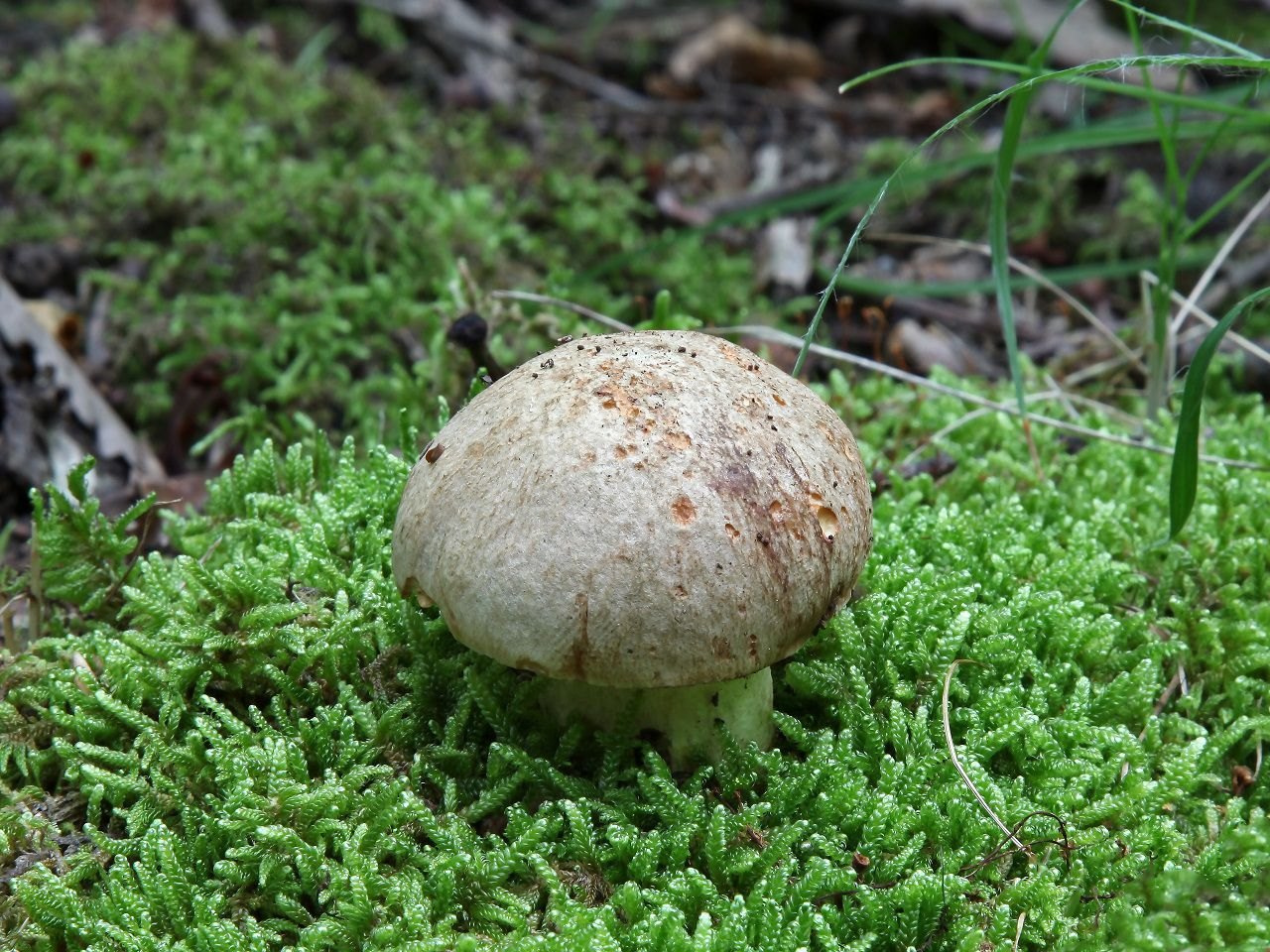 Hemileccinum