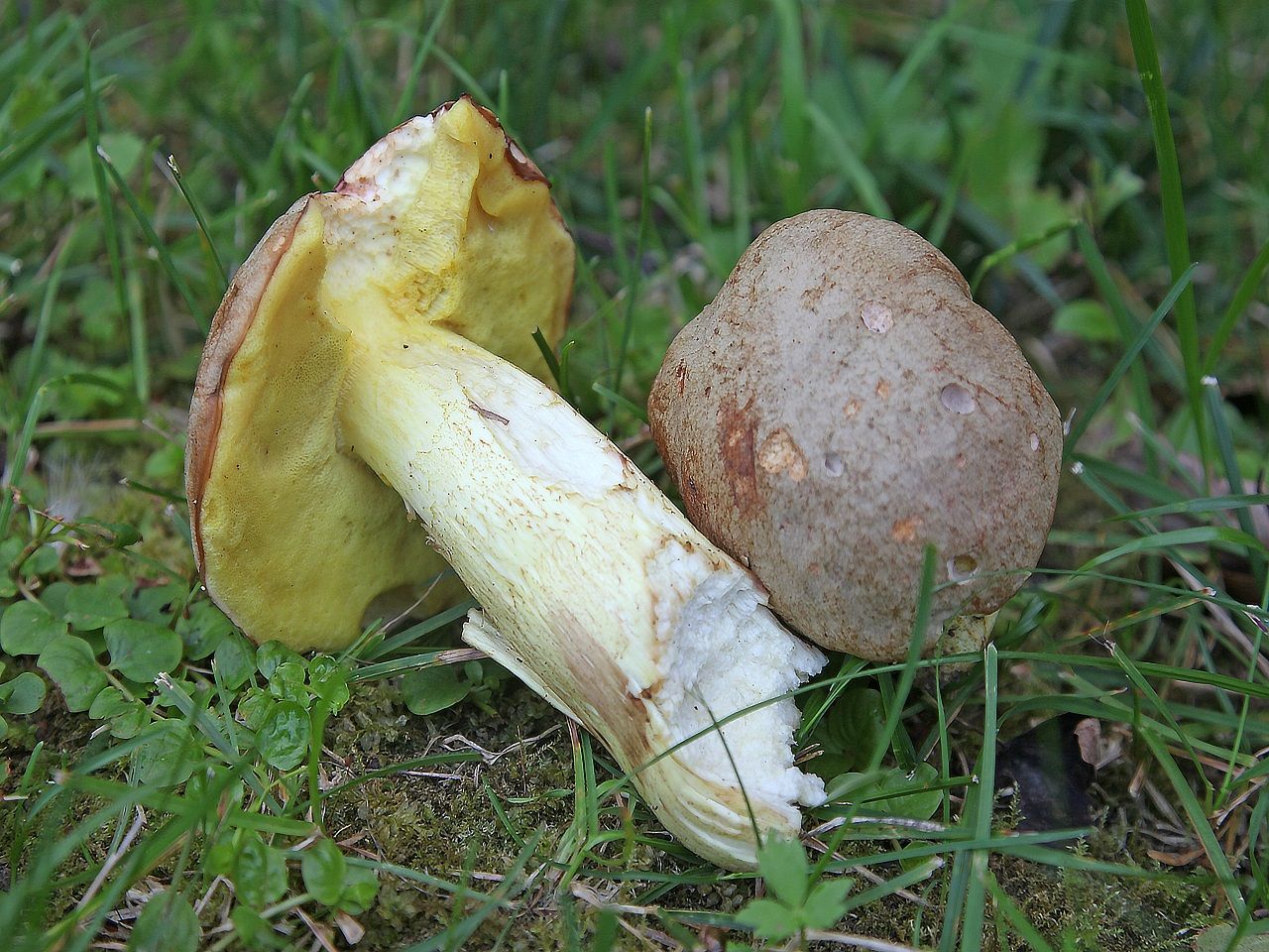 Hemileccinum impolitum