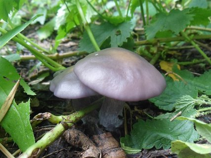 Lepista sordida