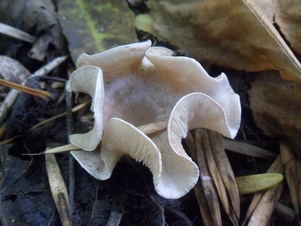 Lepista sordida