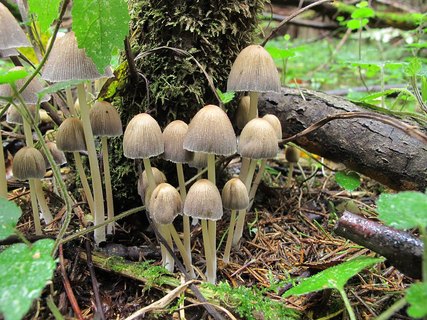 Coprinellus micaceus
