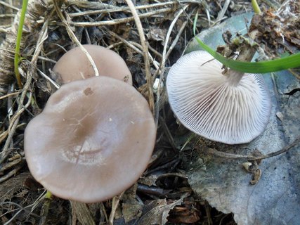 Lepista sordida