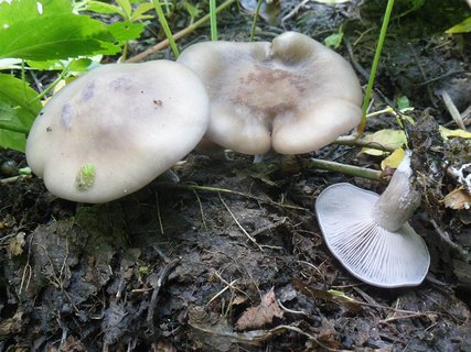 Lepista sordida