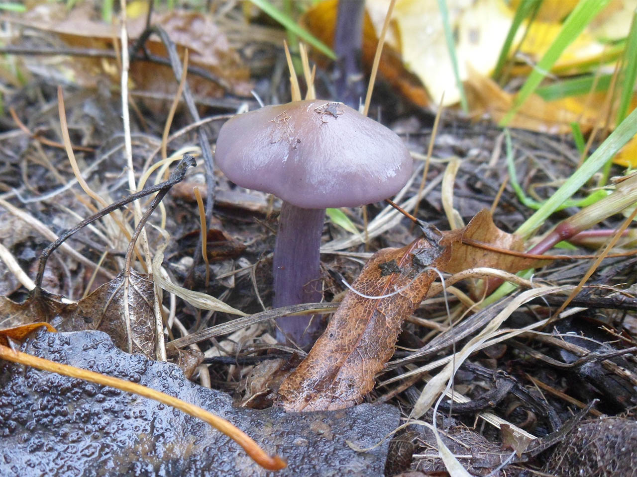 Lepista sordida
