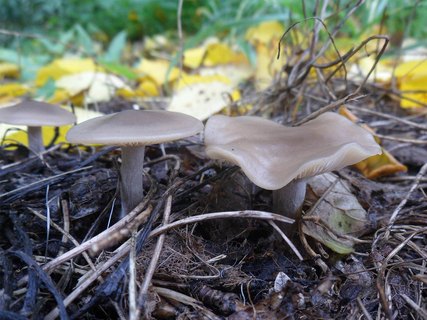 Lepista sordida