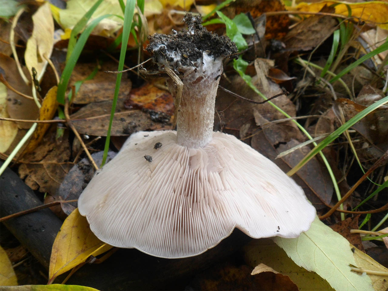 Lepista sordida