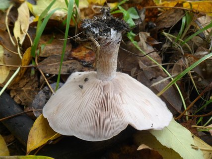 Lepista sordida