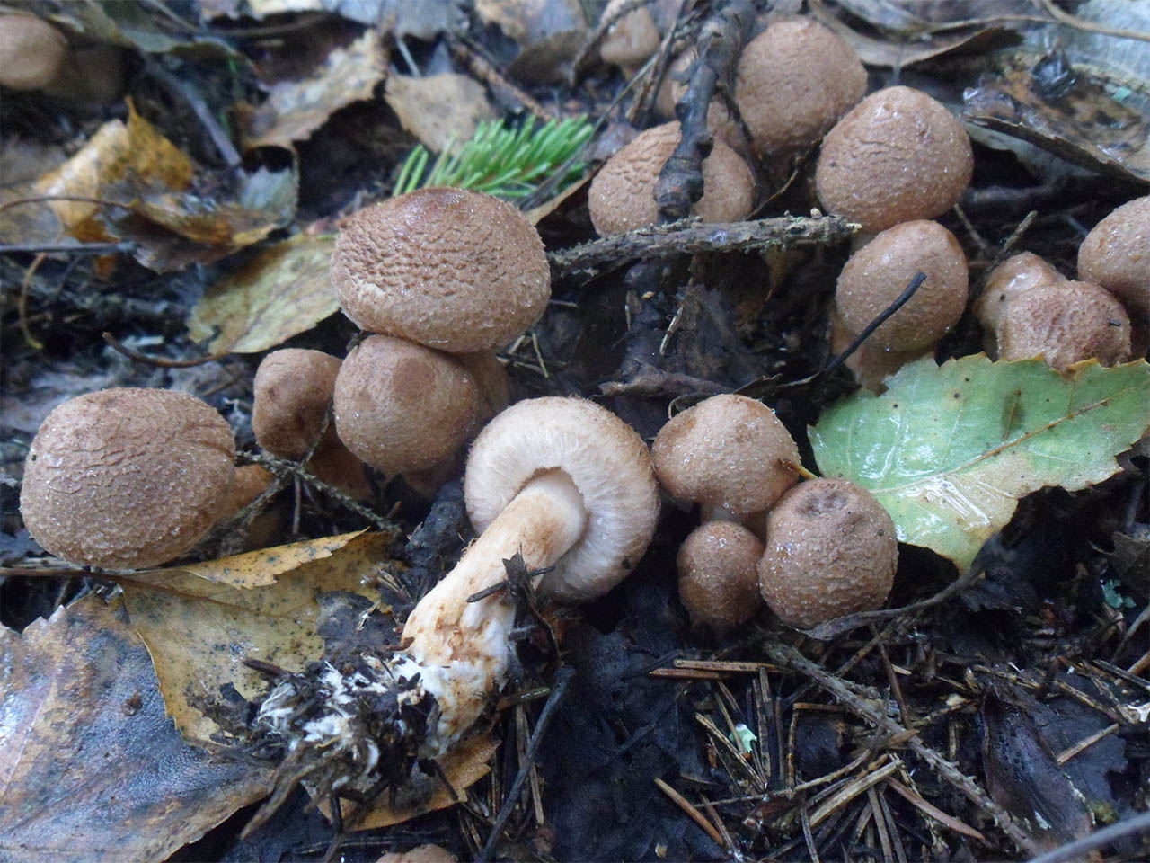 Tricholoma vaccinum