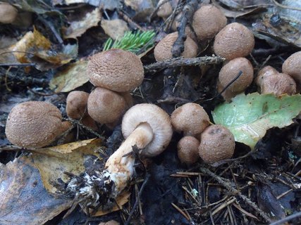 Tricholoma vaccinum