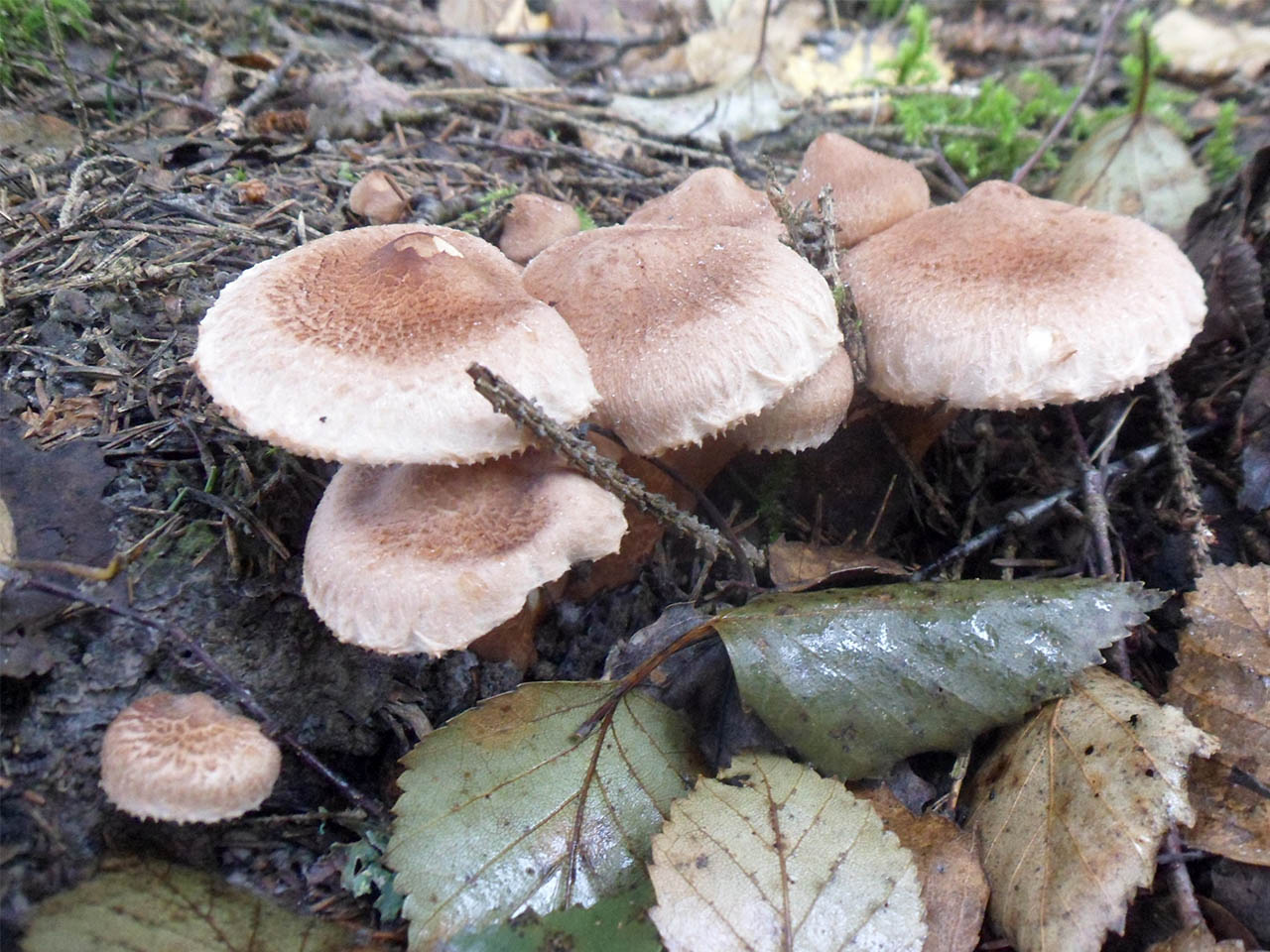 Tricholoma vaccinum