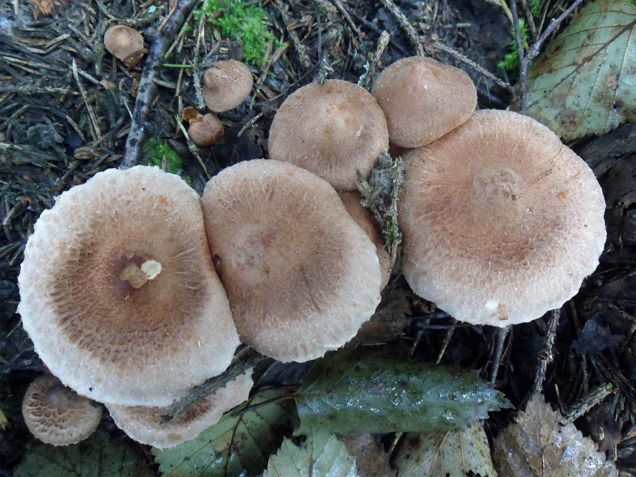 Tricholoma vaccinum