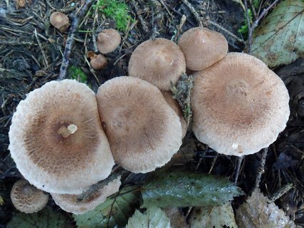 Tricholoma vaccinum