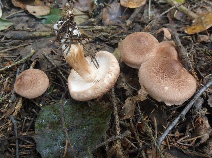 Tricholoma vaccinum