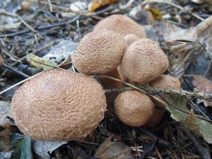 Tricholoma vaccinum