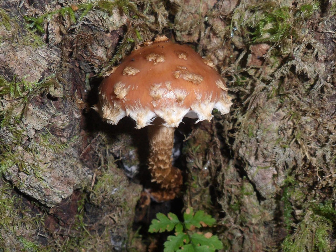 Hemistropharia albocrenulata