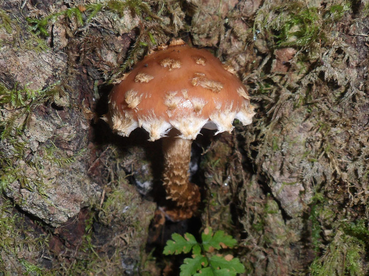 Hemistropharia albocrenulata