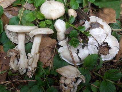 Lyophyllum connatum