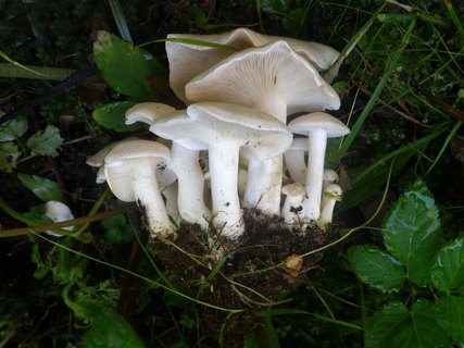 Lyophyllum connatum