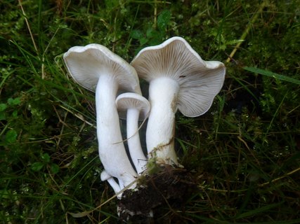 Lyophyllum connatum