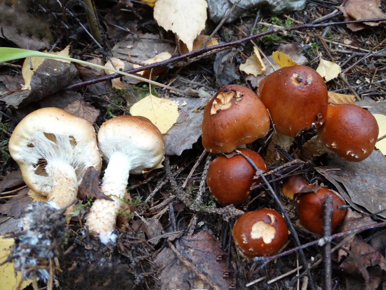 Pholiota lubrica
