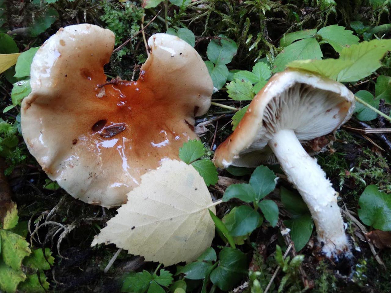 Pholiota lubrica
