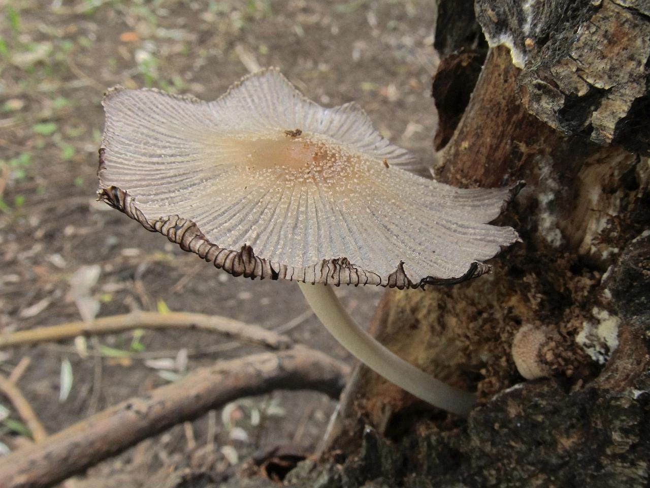 Coprinellus truncorum