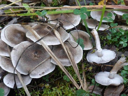 Tricholoma cingulatum