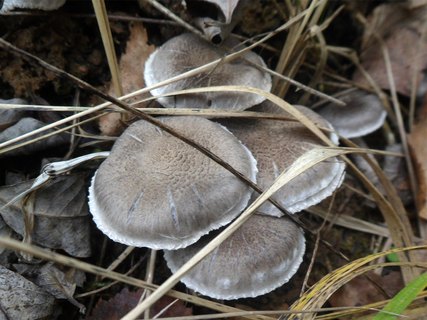 Tricholoma cingulatum